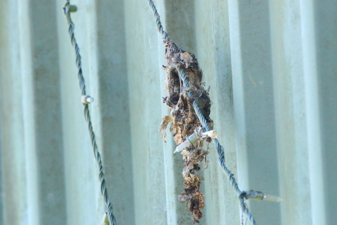 Sunbird nest