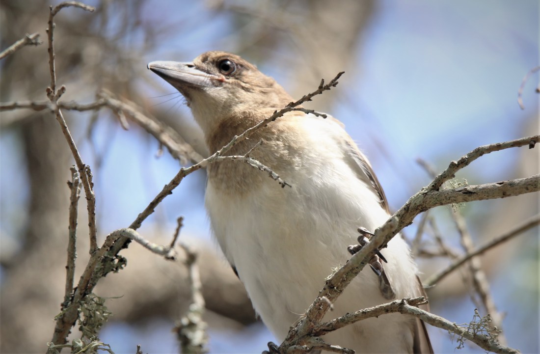Butcherbird, Pied juv