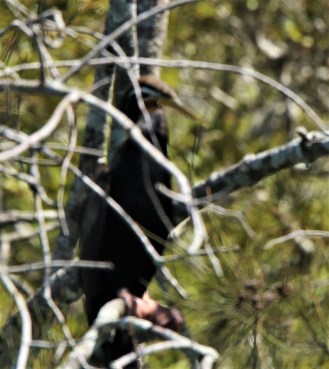 Darter, Australasian