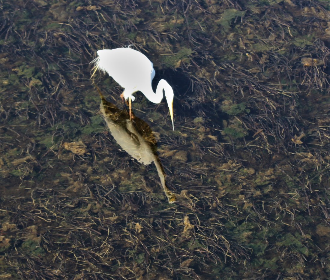 Egret, Little (2)