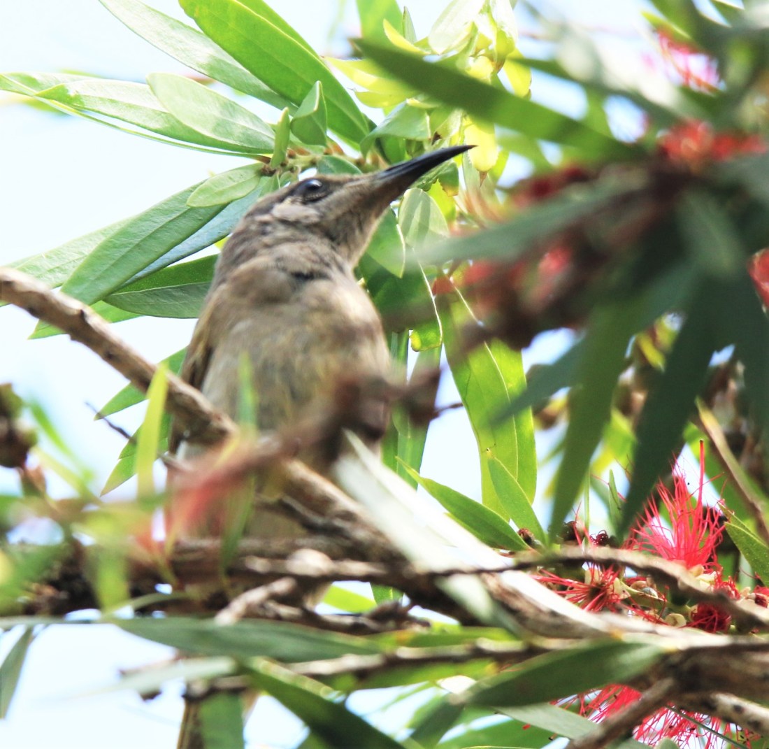 Honeyeater, White-eared juv r. leucolis