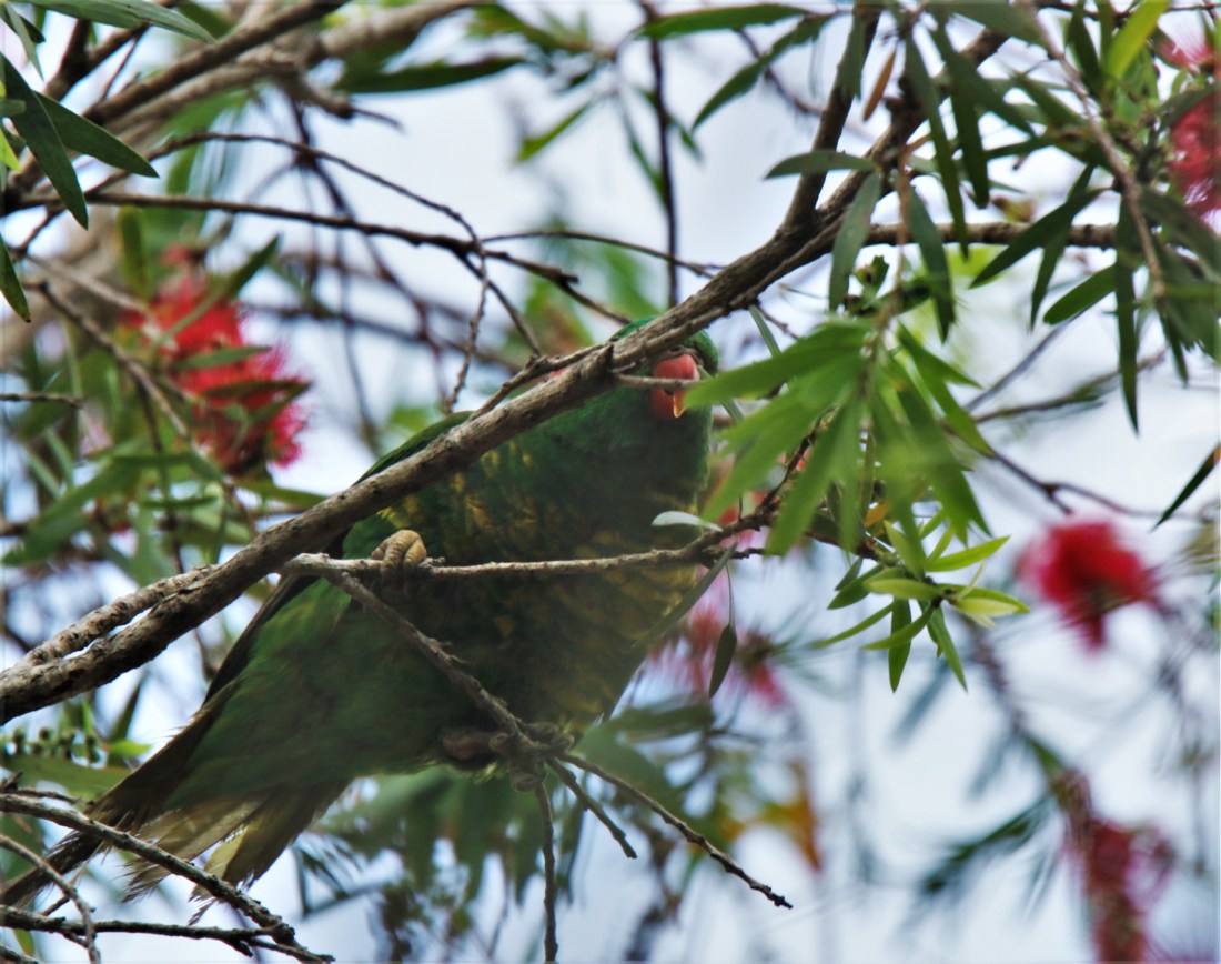 Lorikeet, Scaly-breasted