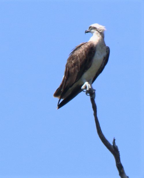 Osprey, Eastern ad m