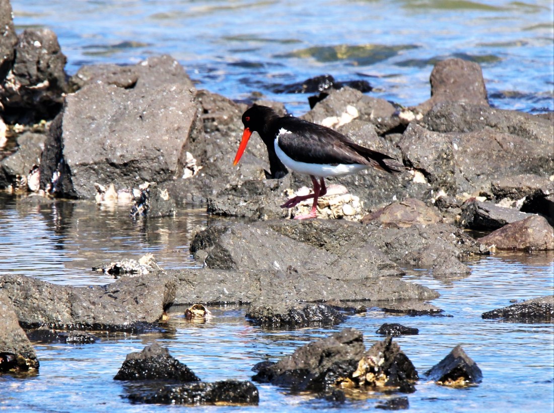 Oystercatcher, Australian Pied