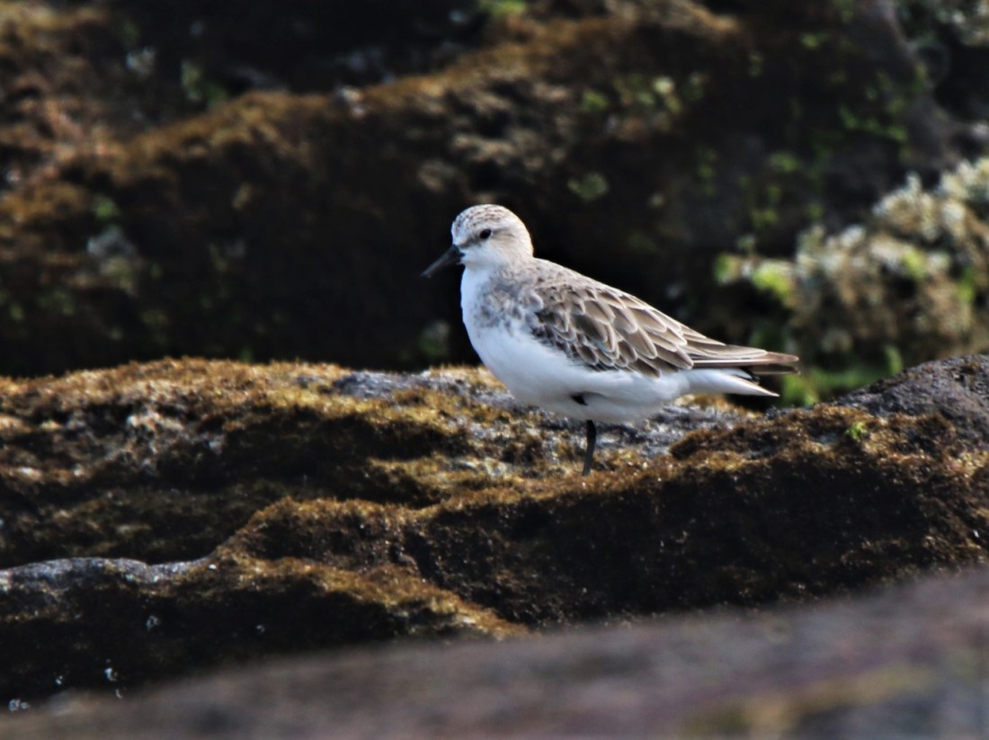 Sanderling Ad non br