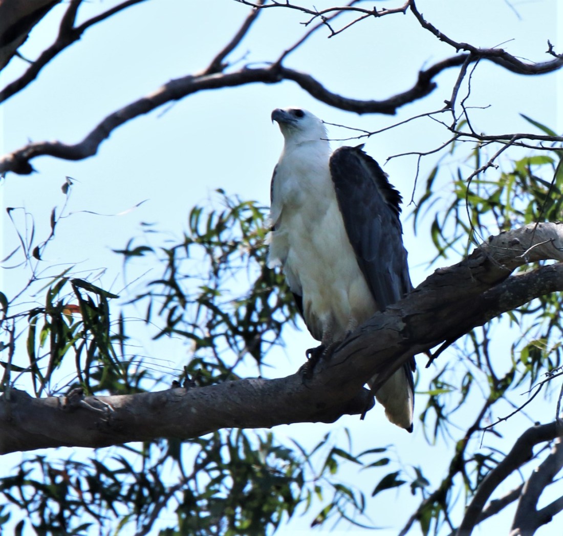 Sea-eagle, White-bellied 2