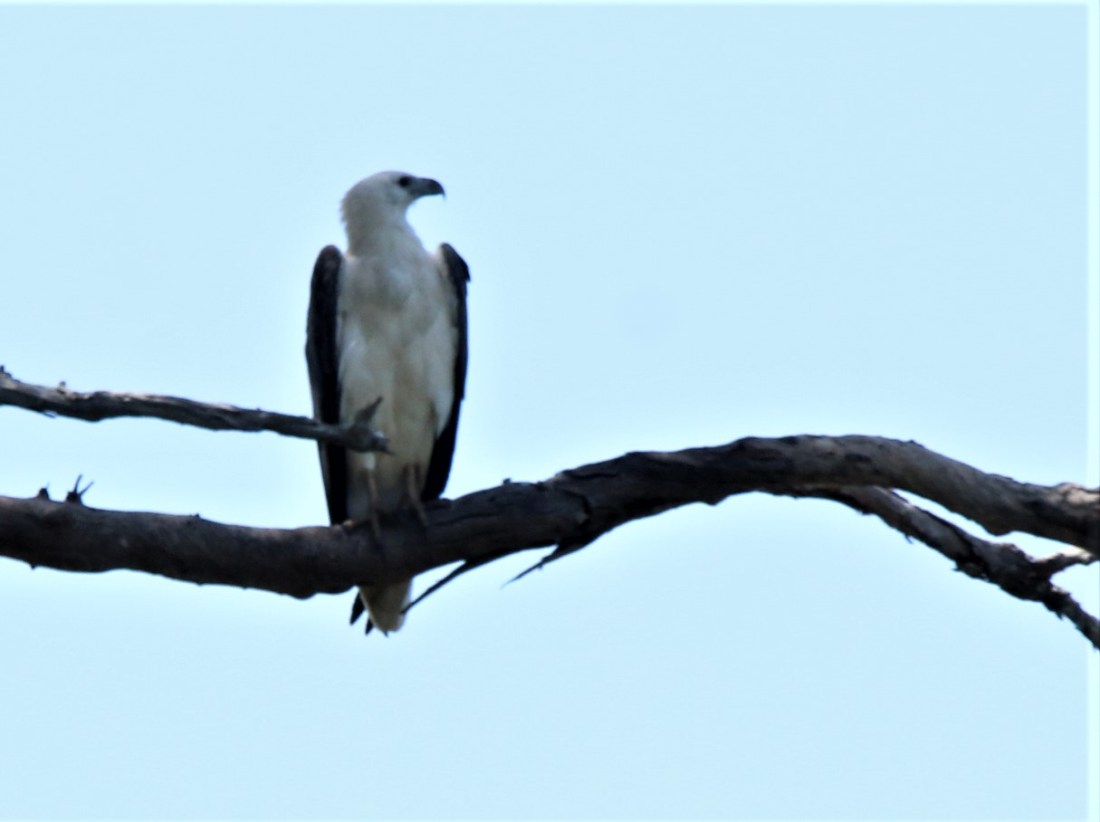 Sea-eagle, White-bellied