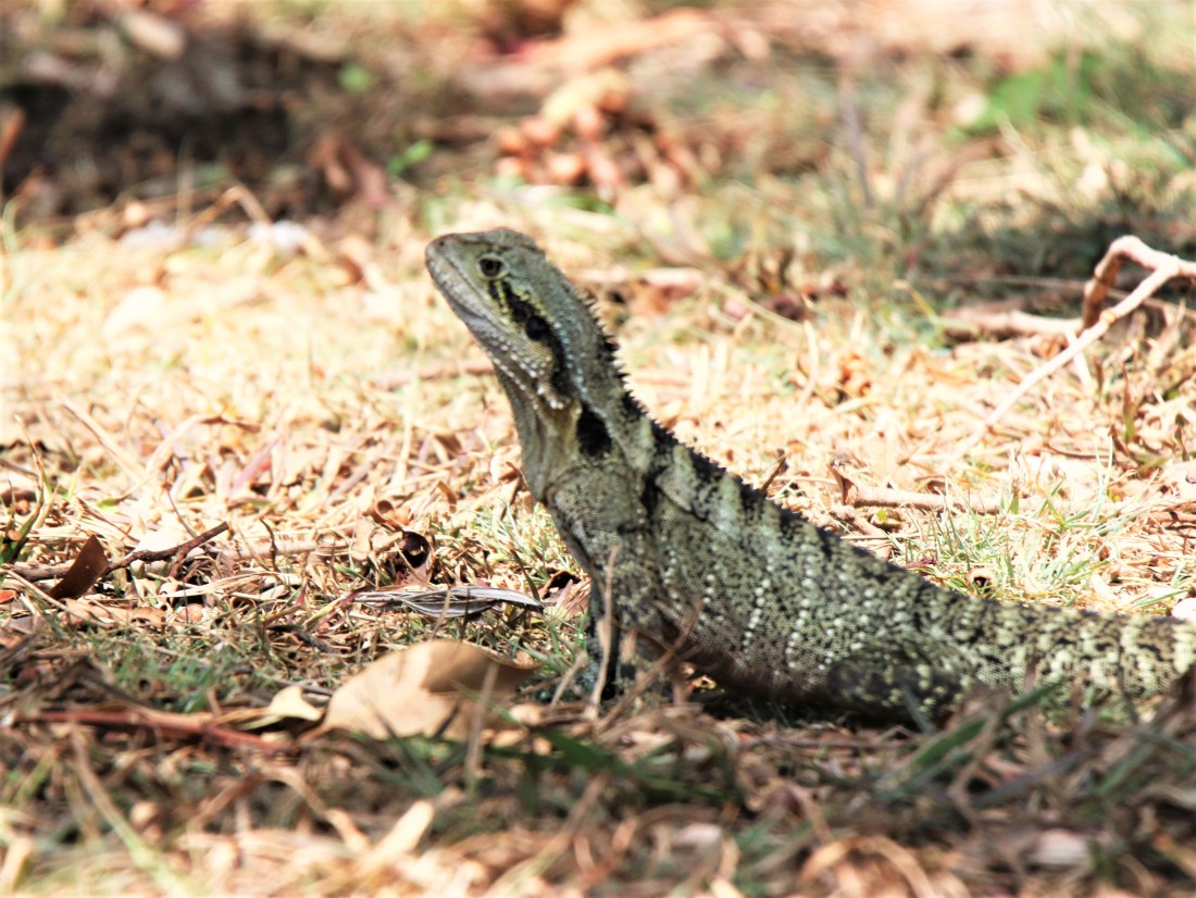 Waterdragon, Eastern