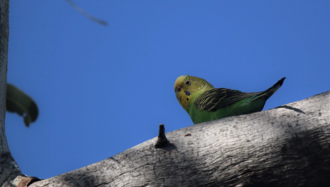 Budgerigar m adult