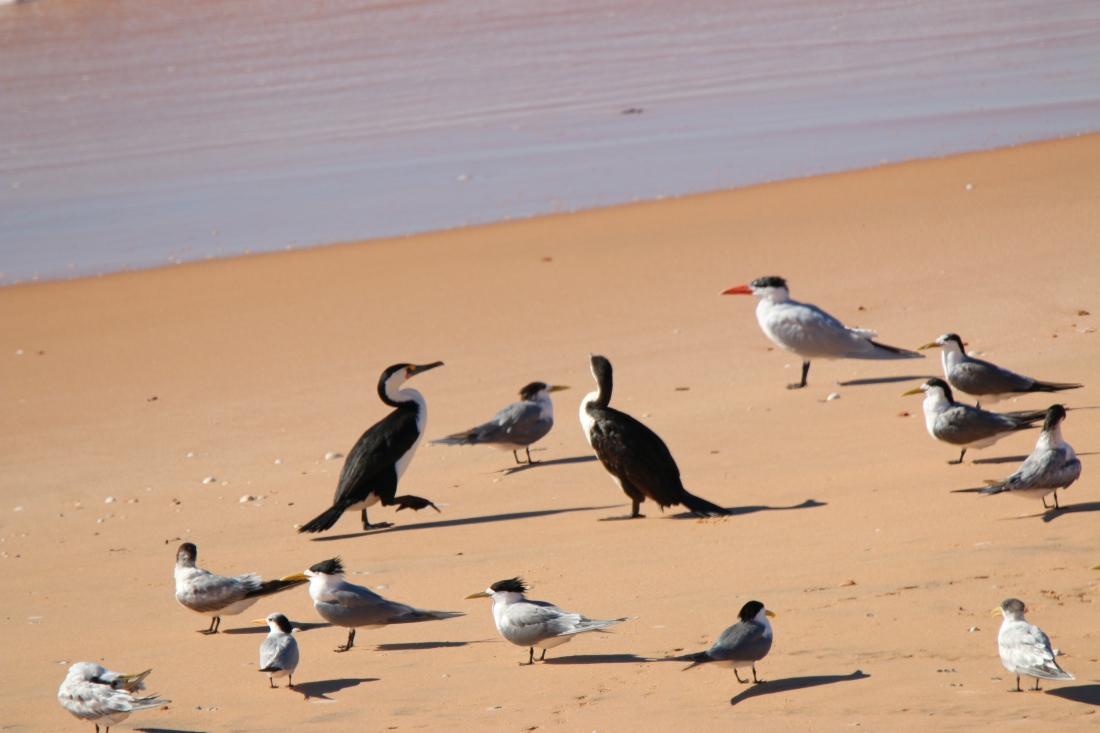 Cormorant, Pied; Tern crested and Tern Caspian (red bill)