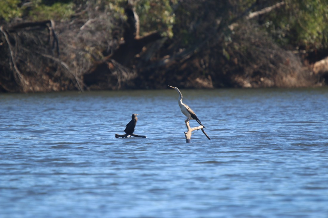Darter, Australasian m, juv