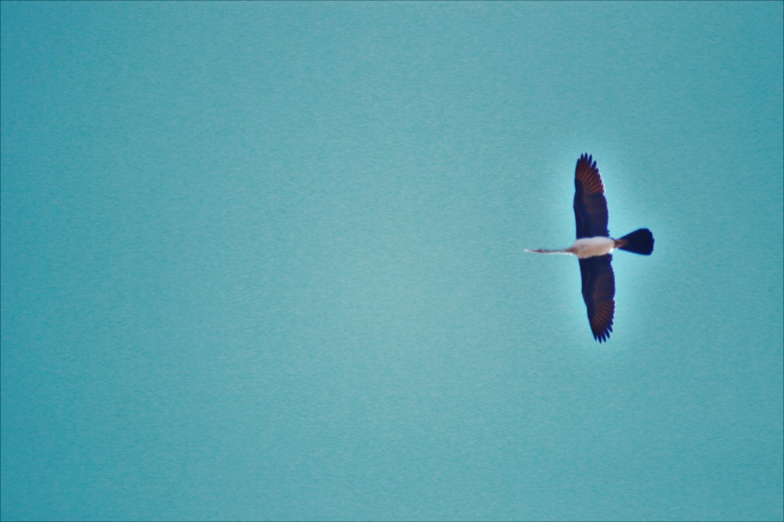 Darter, Australasian