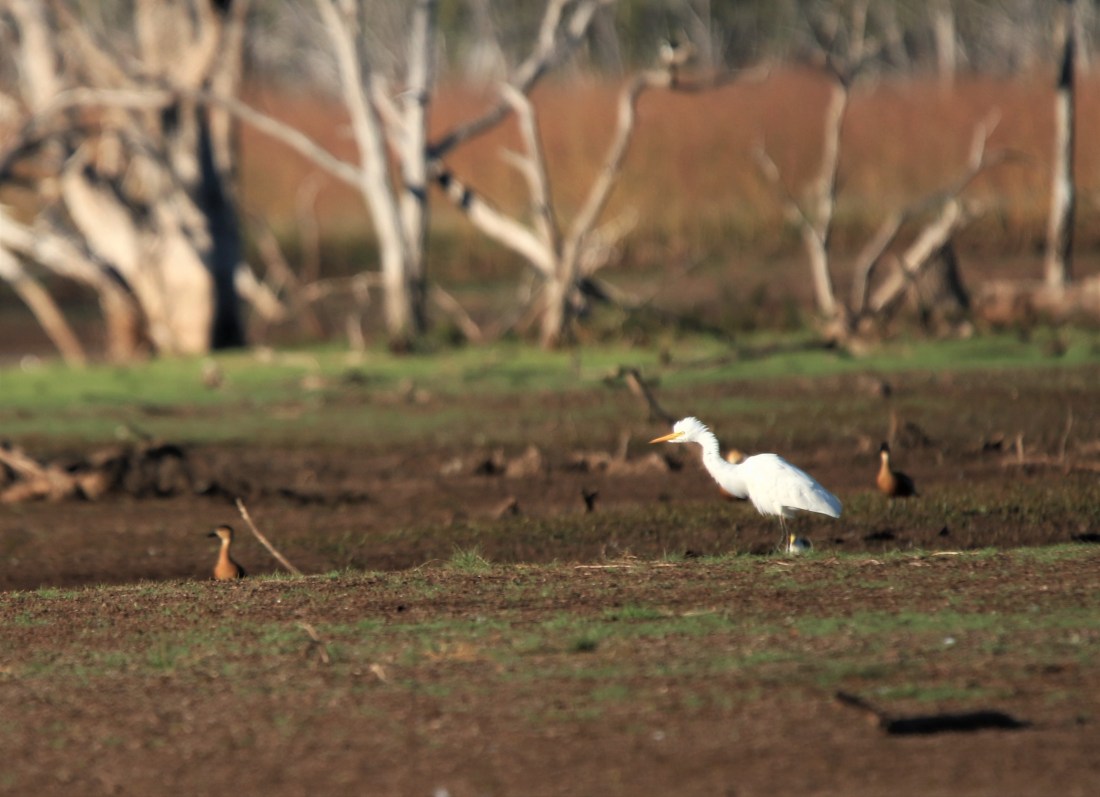 Egret, Eastern Cattle on western limit of territory