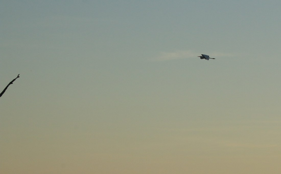 Egret, great homeward