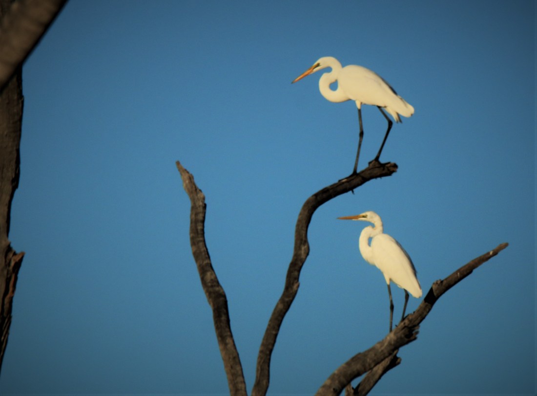 Egrets, Great