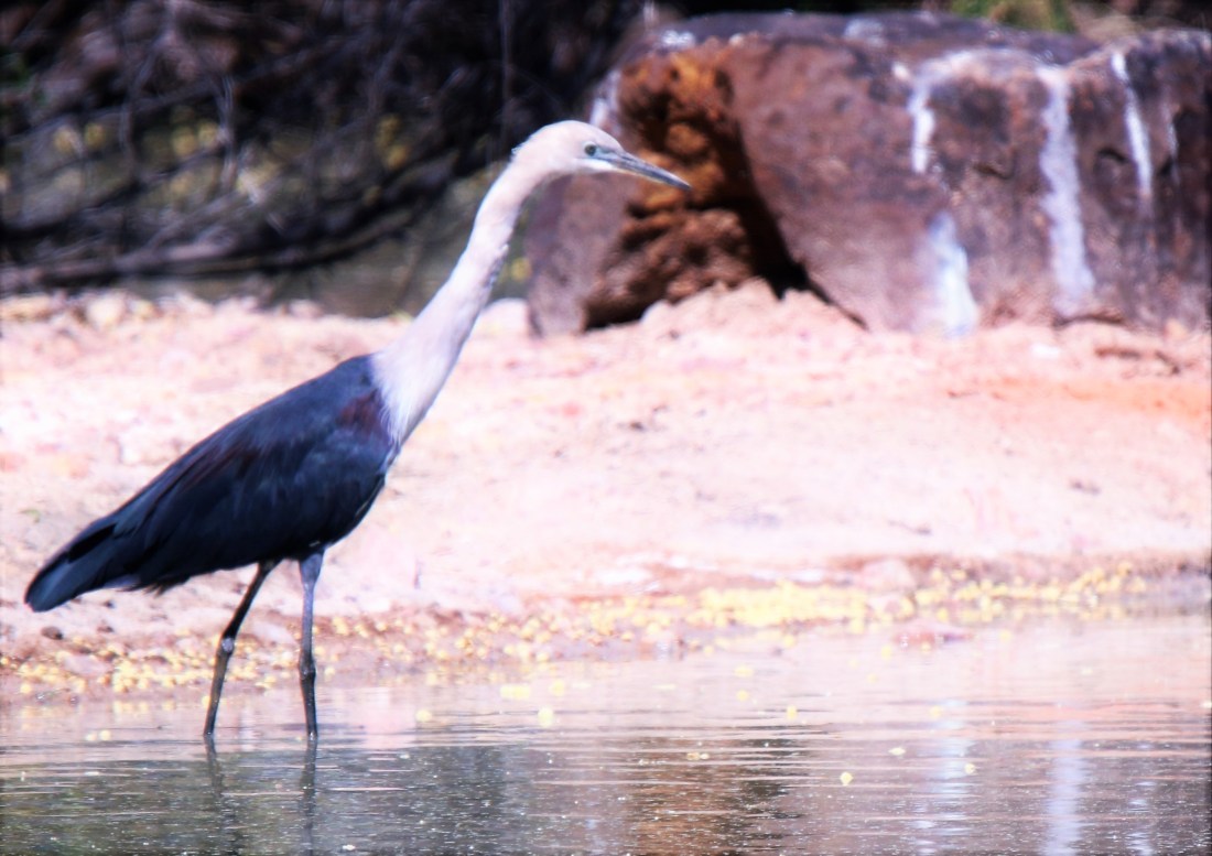 Heron, white-necked br