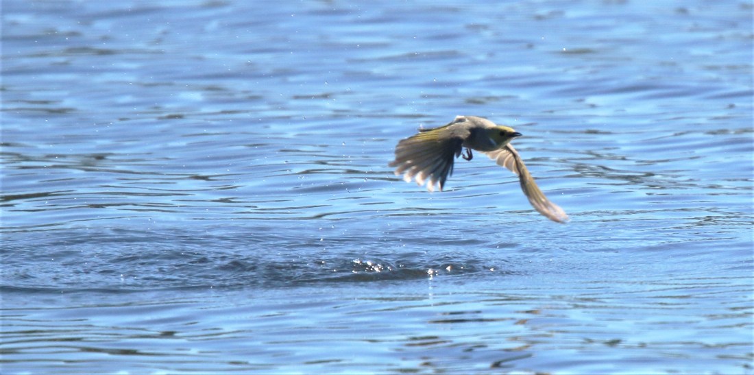 HOney-eater, White-naped bathing3