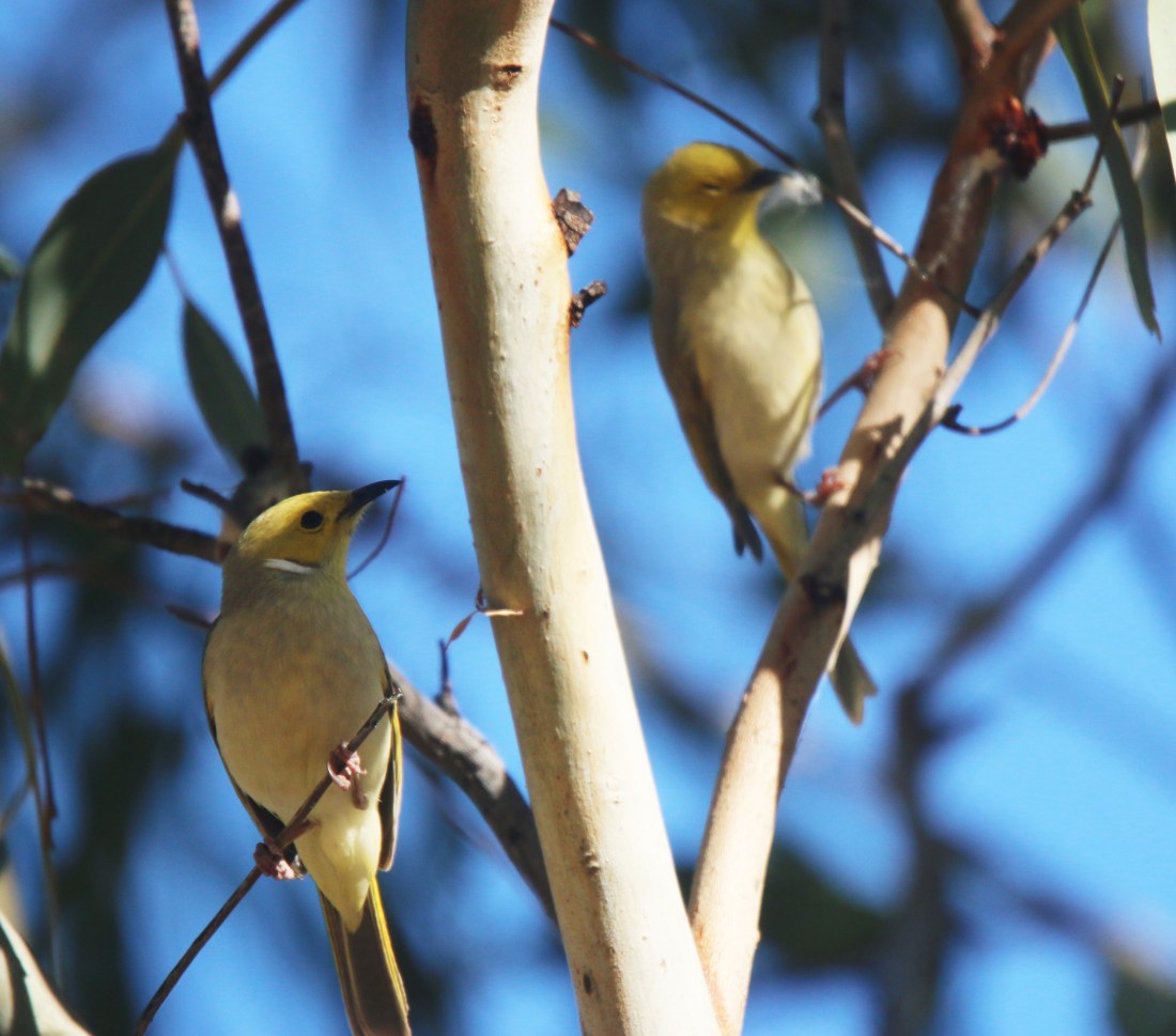 Honeyeater, White-naped bathing 5