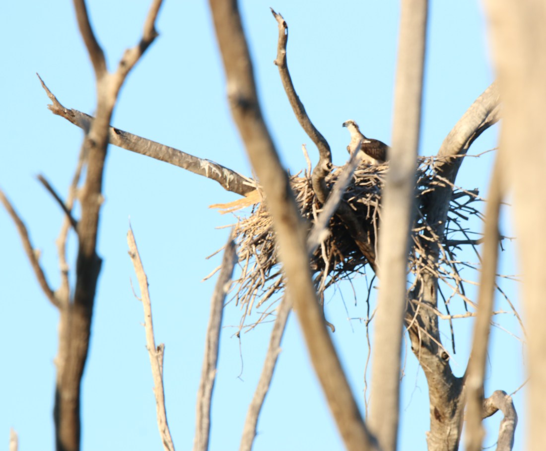 Osprey, Eastern