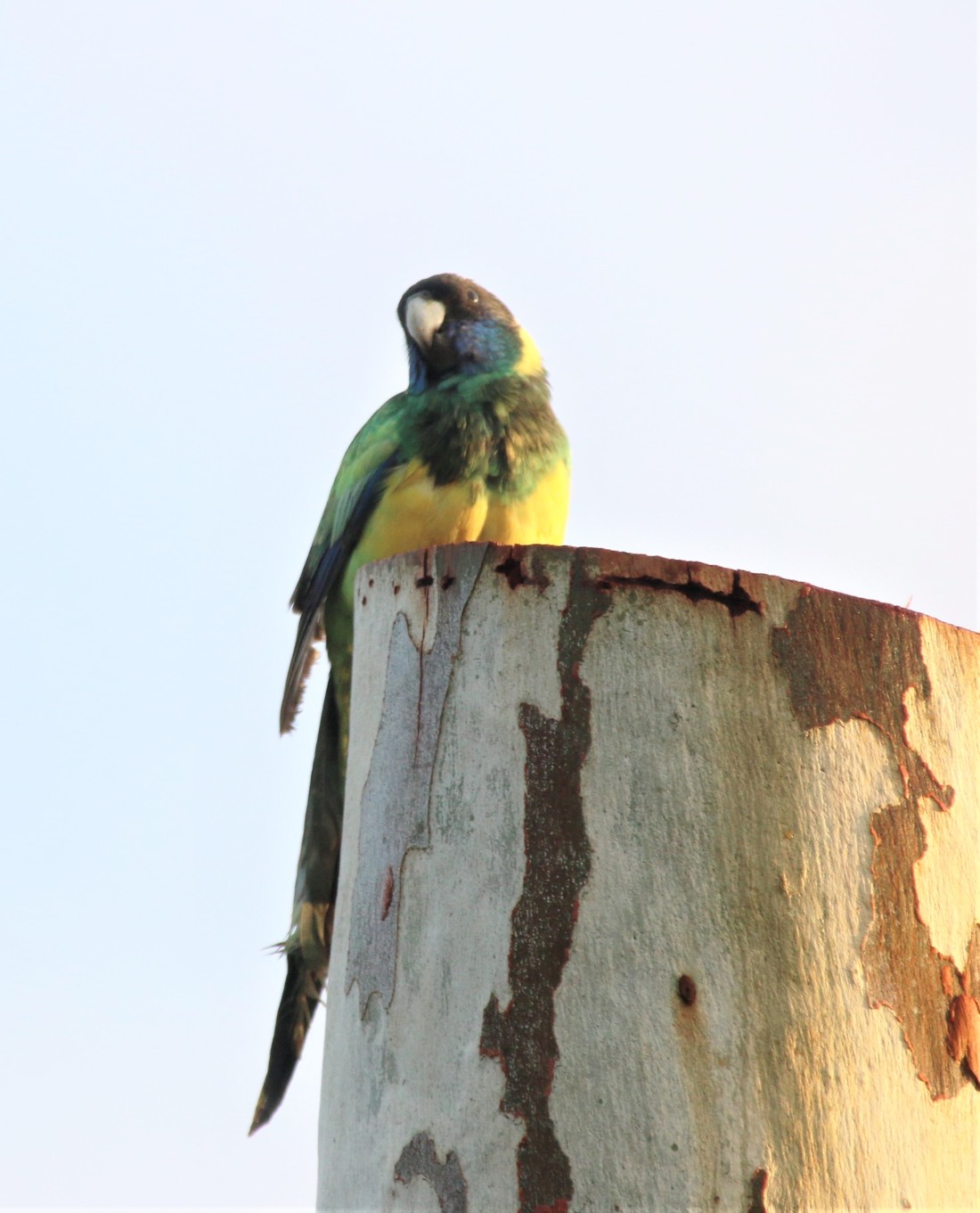 Parrot, Ringneck(port lincoln nominate)