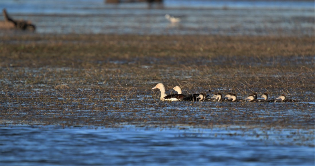 Shelduck, Radjay fem in front.