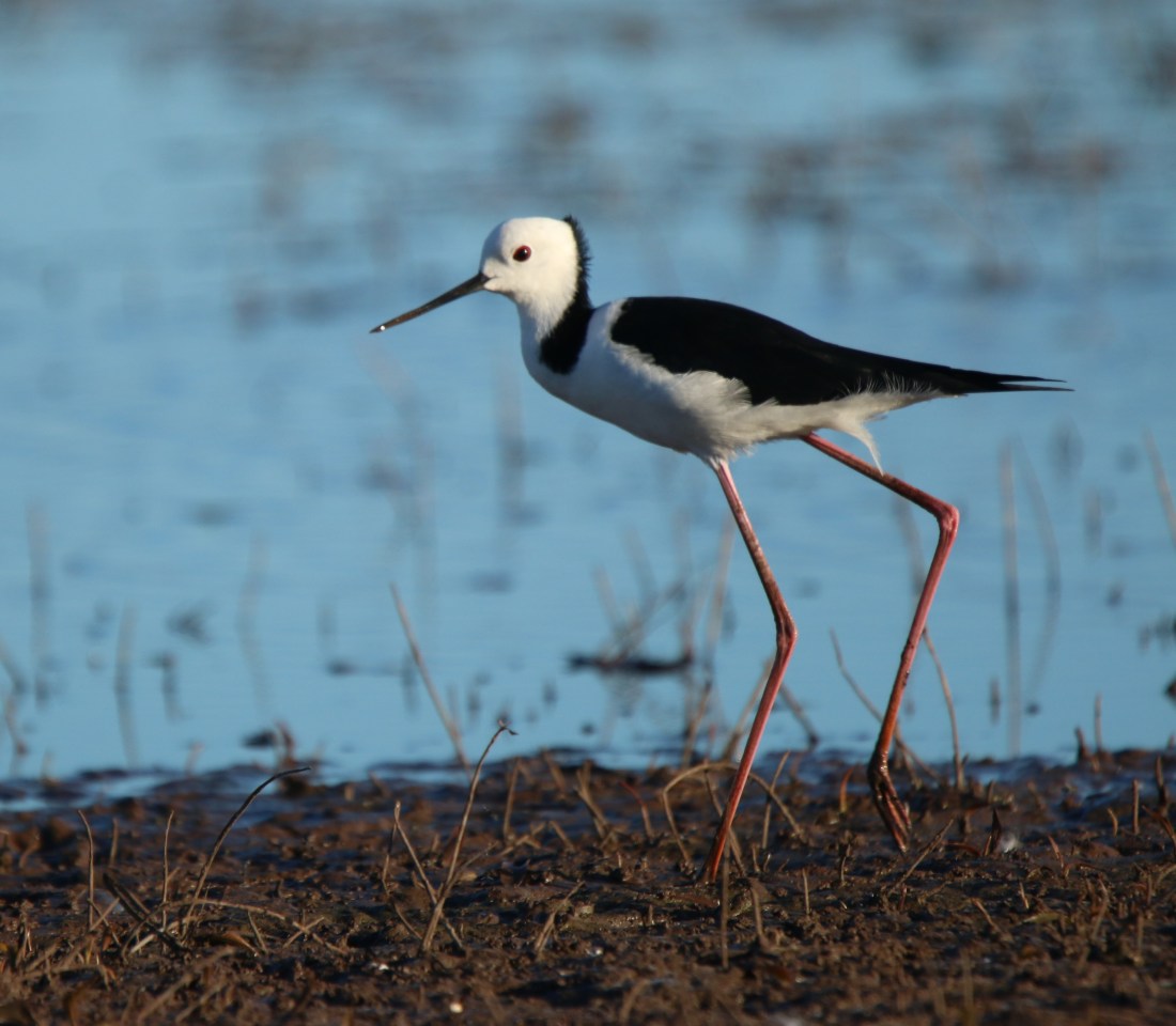 Stilt, White-headed