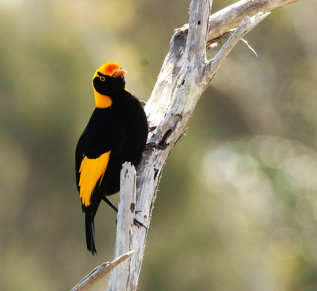 Bowerbird, regent M l