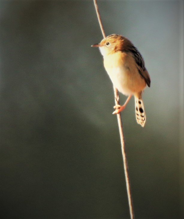 Cisticola, Golden-headed ssp exilis nonbr