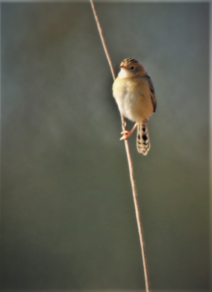 Cisticoloa, Golden-headed ssp exilis nonbr