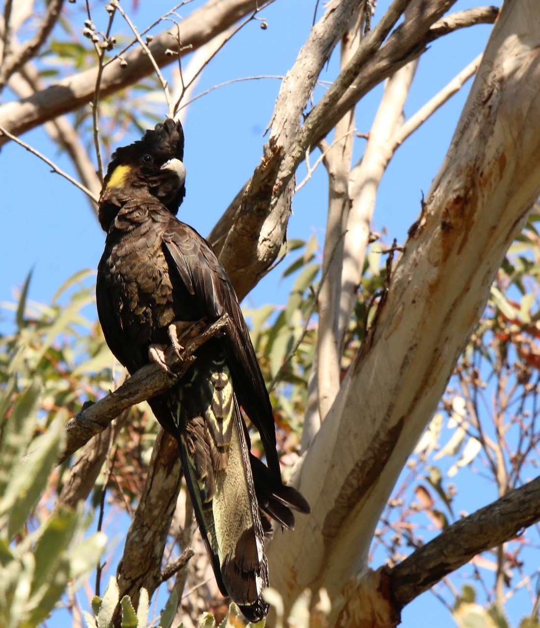 Cockatoo, Yellow-tailed black l