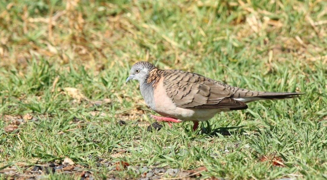 Dove, Bar-shouldered