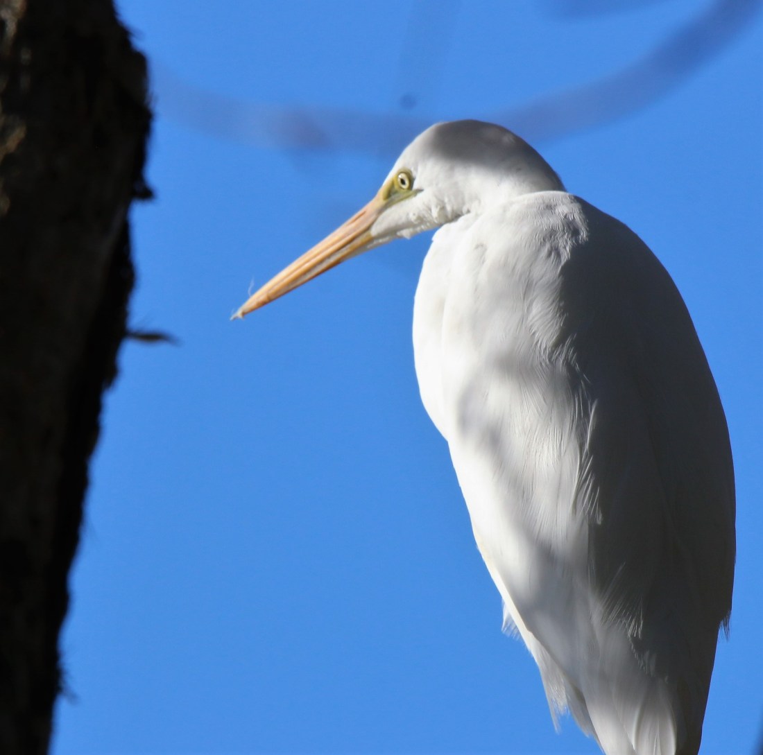Egret, Intermediate non br 3