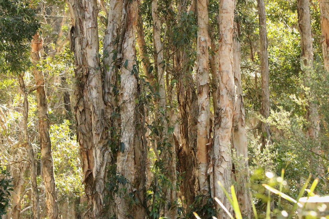 Eucalyptus, Paperbark