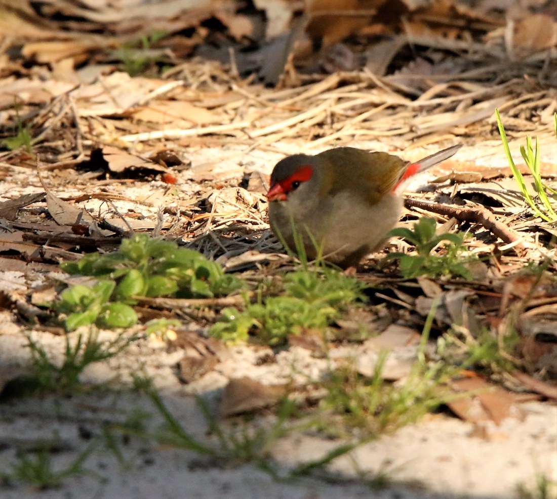 Finch, red-browed p