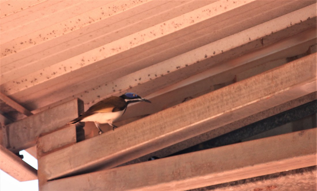 Honeyeater, blue-faced ssp cyanotis