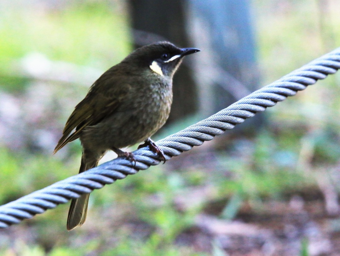 Honeyeater. Lewin's
