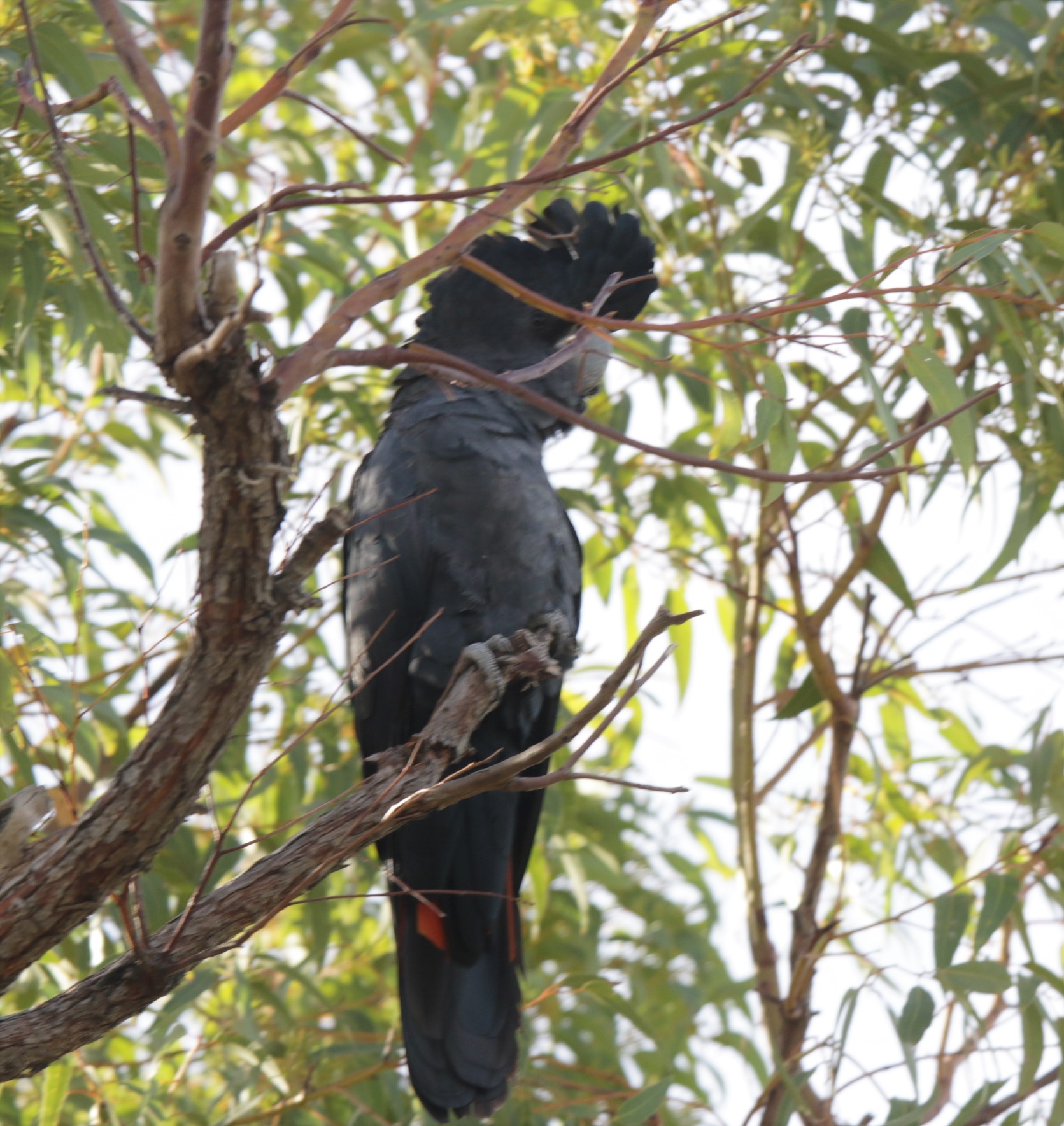 Black=Cockatoo, Red-Tailed m