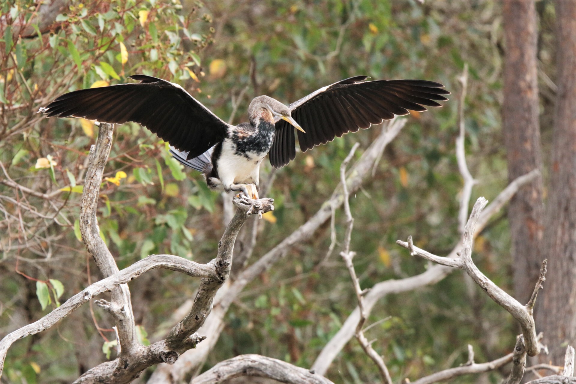 Darter, australasian mat juv 2