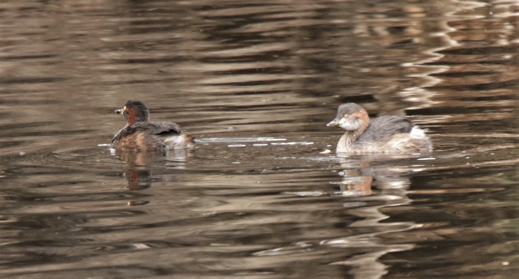 Grebe, Australasian br