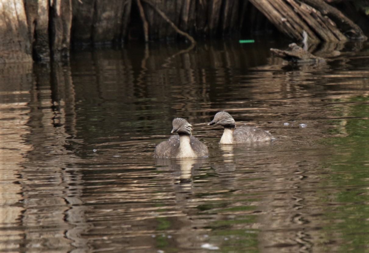 Grebe, Hoary-headed
