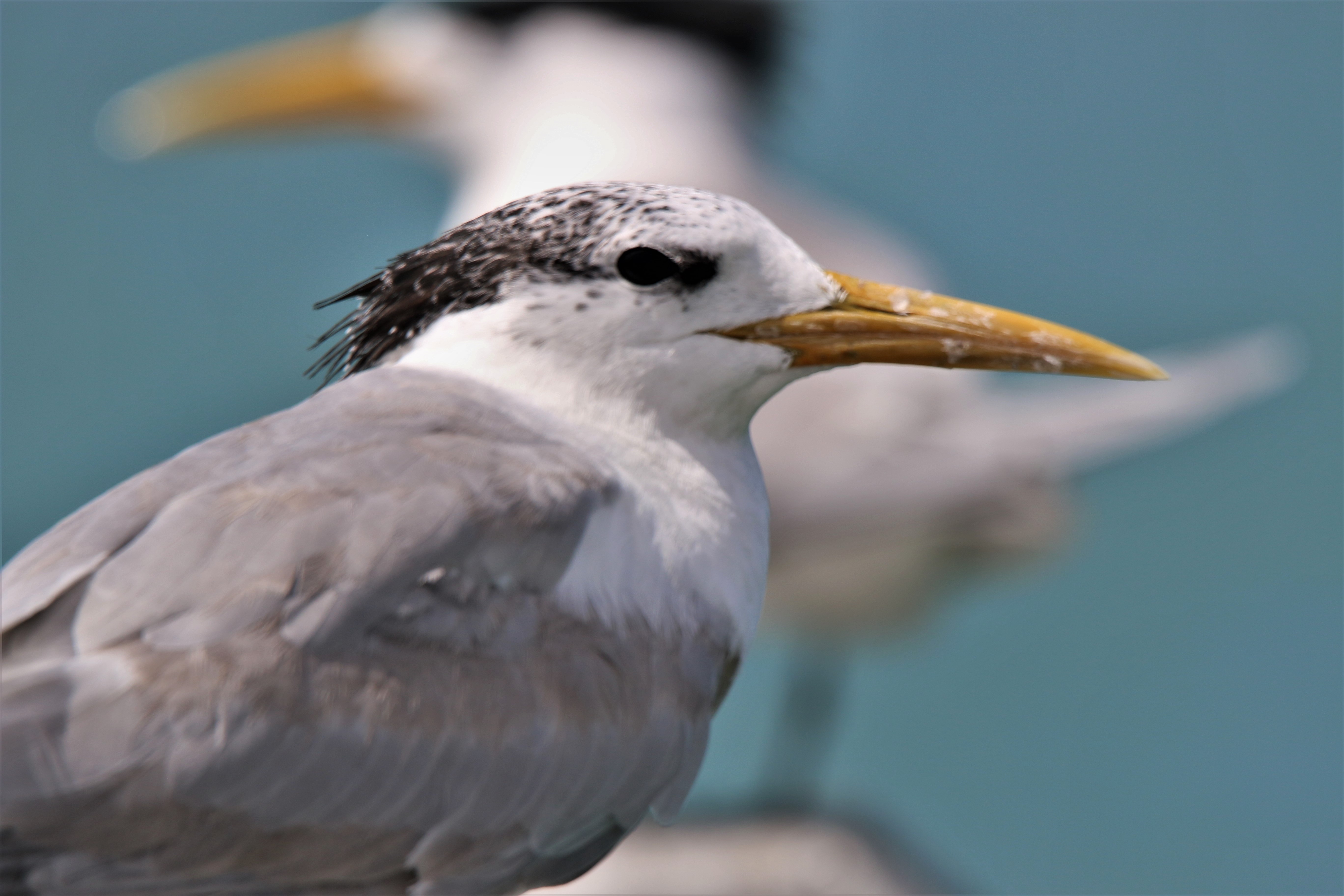 Tern, Crested juv